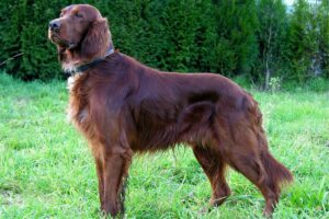 Cão Setter