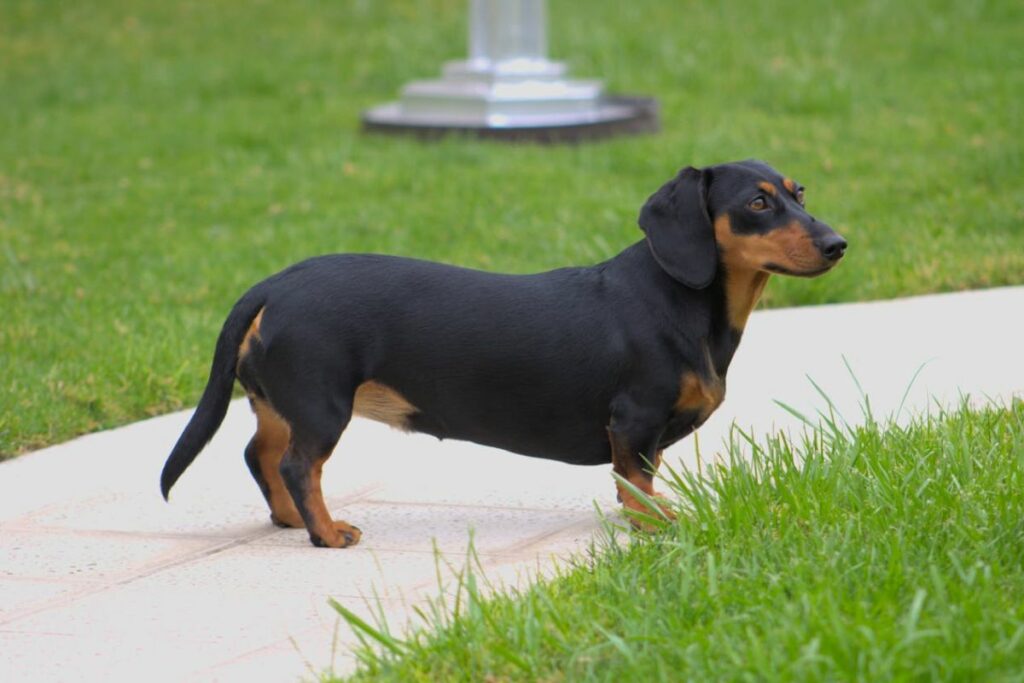 Dachshund