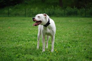 Dogo Argentino