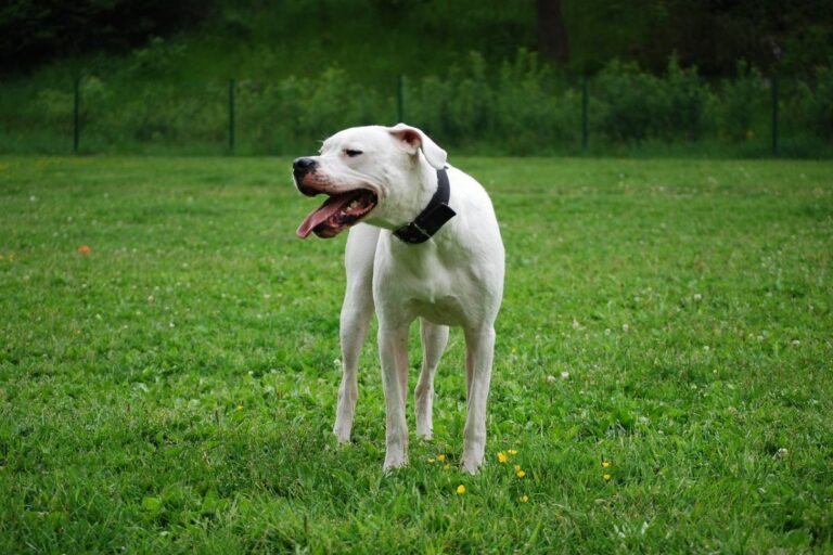 Dogo Argentino