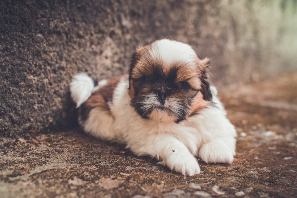 Shih Tzu