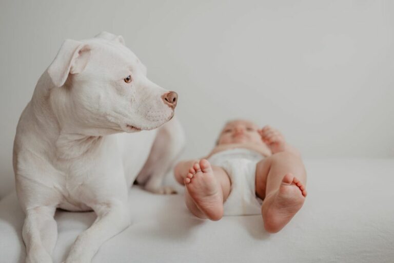 Cães para Crianças